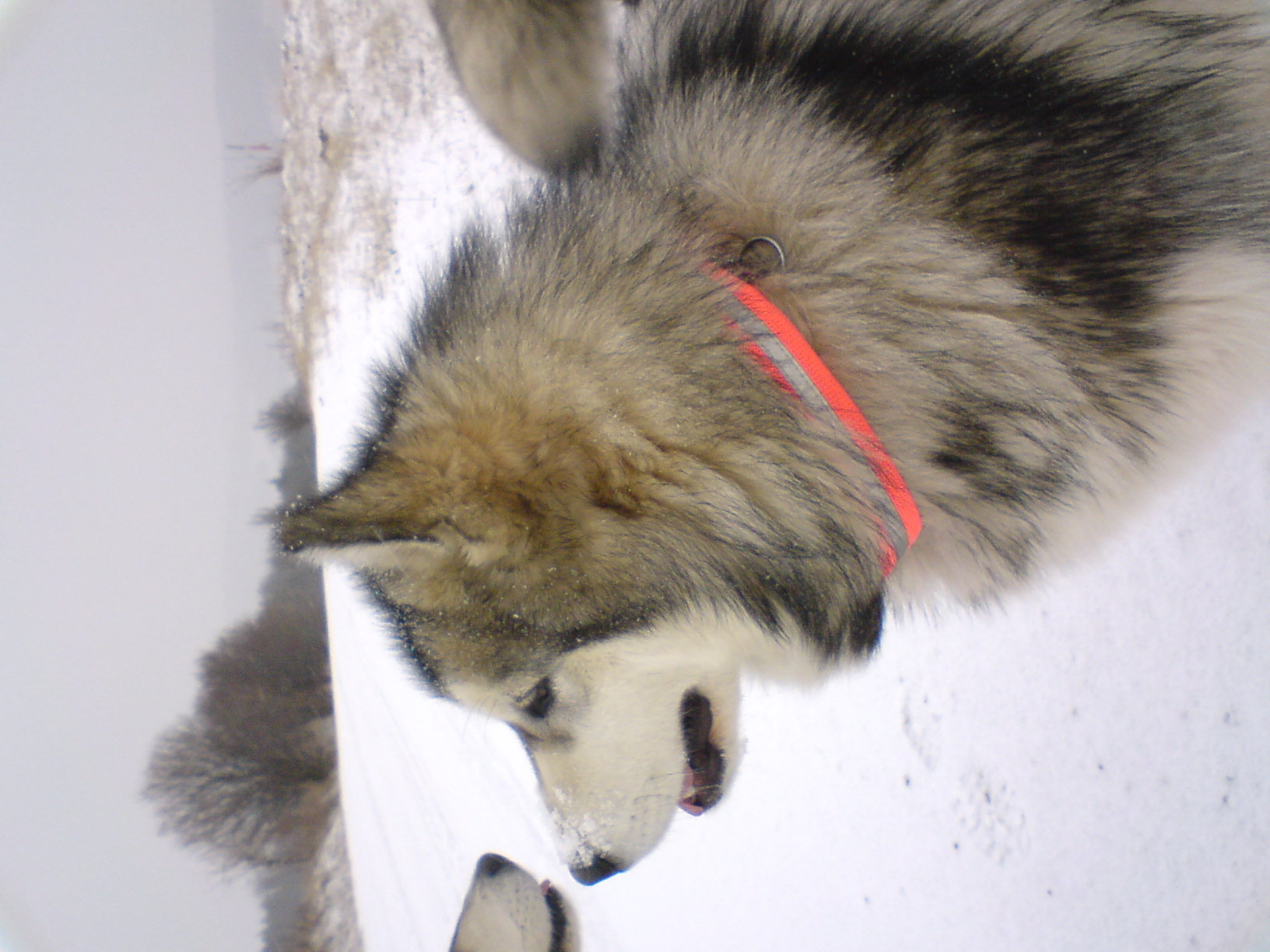 DSC00726.jpg